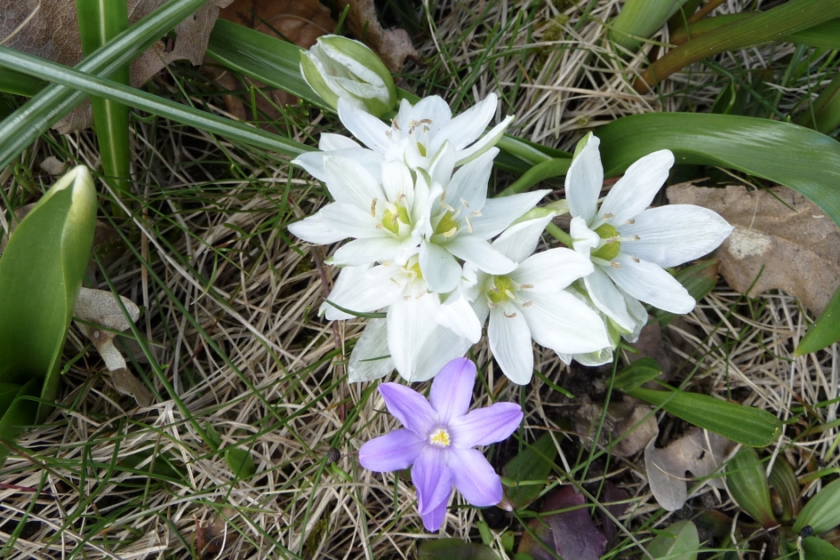 Vogelmelk en sterhyacint - Planten - 