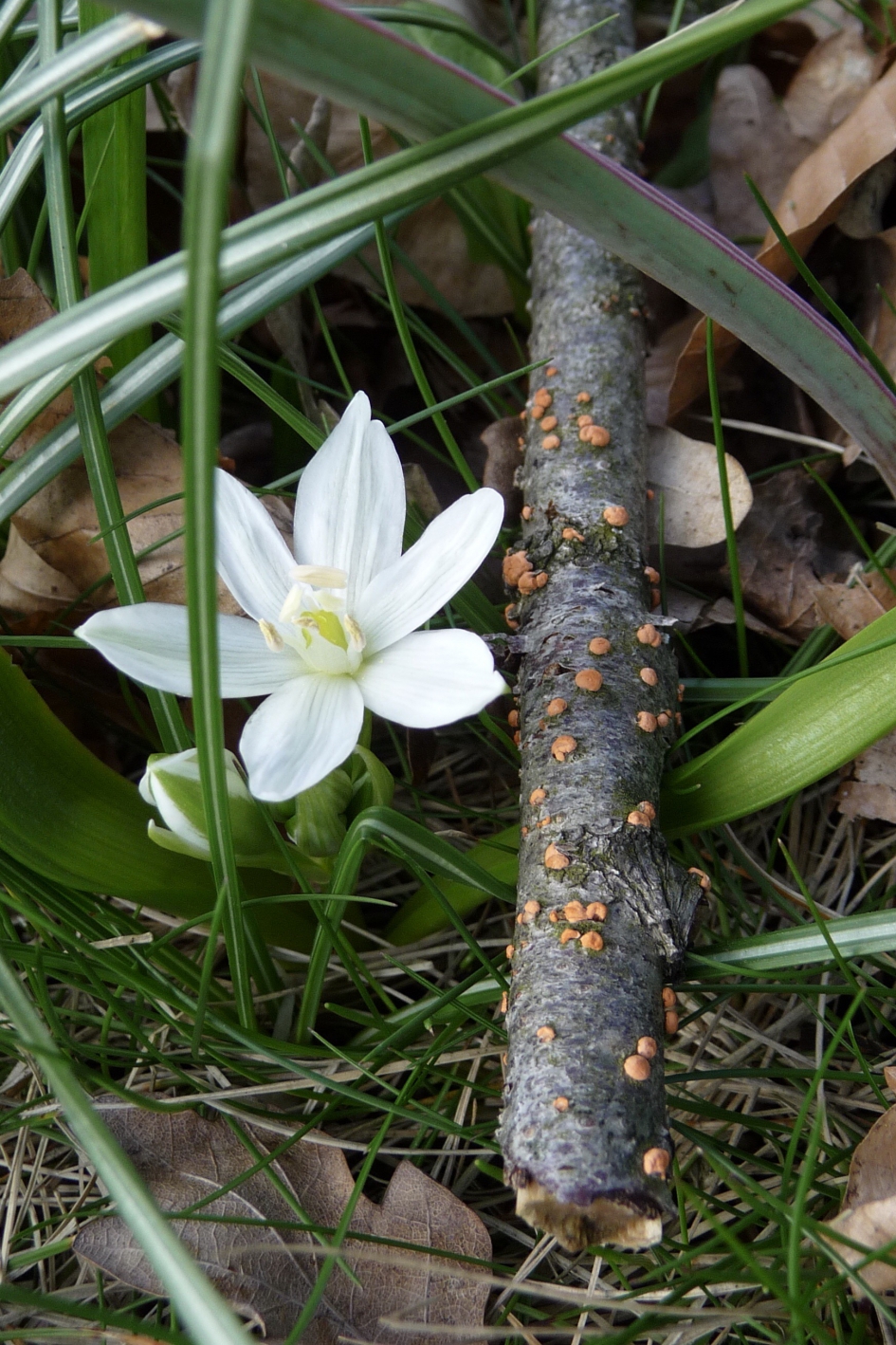 Vogelmelk en takje met zwammetjes - Planten - 