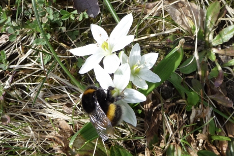 Vogelmelk in trek bij de hommels