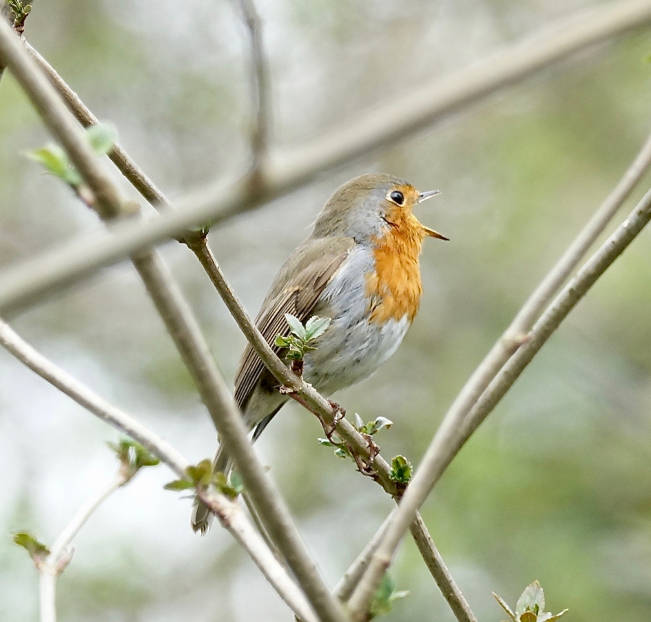 Vol overtuiging - Vogels - Roodborst