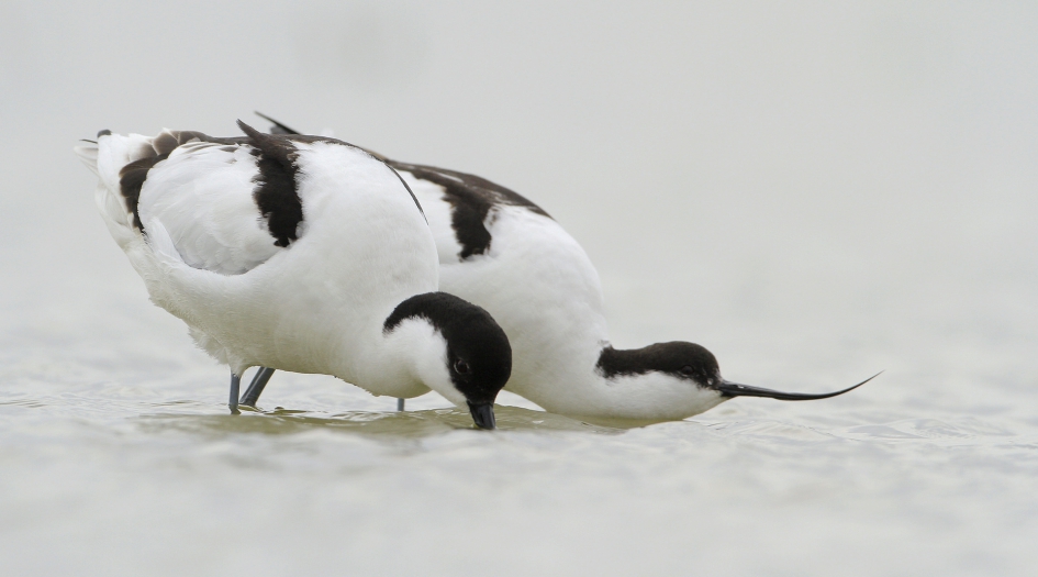 Voorspel - Vogels - Kluut
