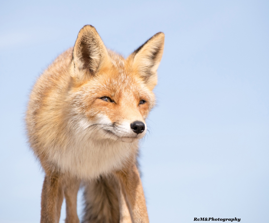 Vos. - Zoogdieren - Vos.