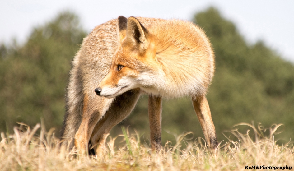 Vos. - Zoogdieren - Vos.