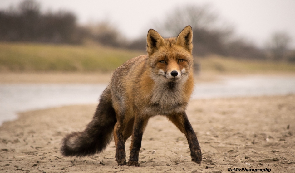 Vos. - Zoogdieren - Vos.