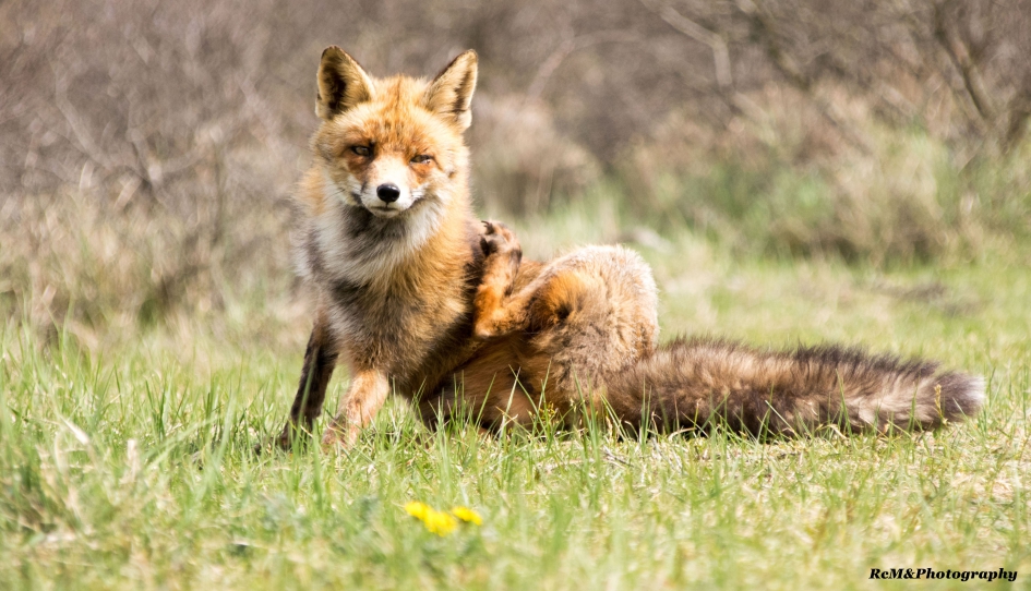 Vos. - Zoogdieren - Vos.