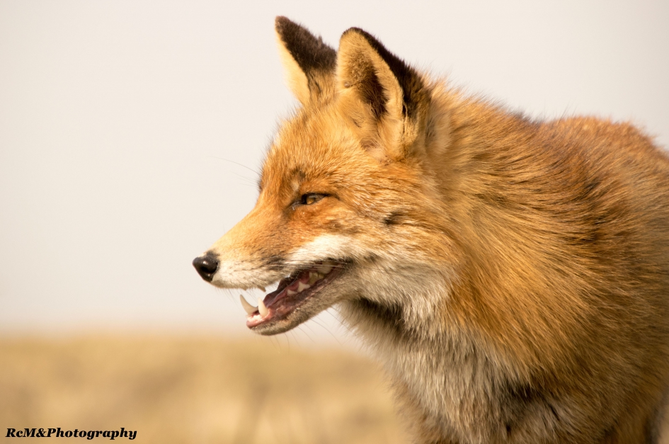 Vos. - Zoogdieren - Vos.