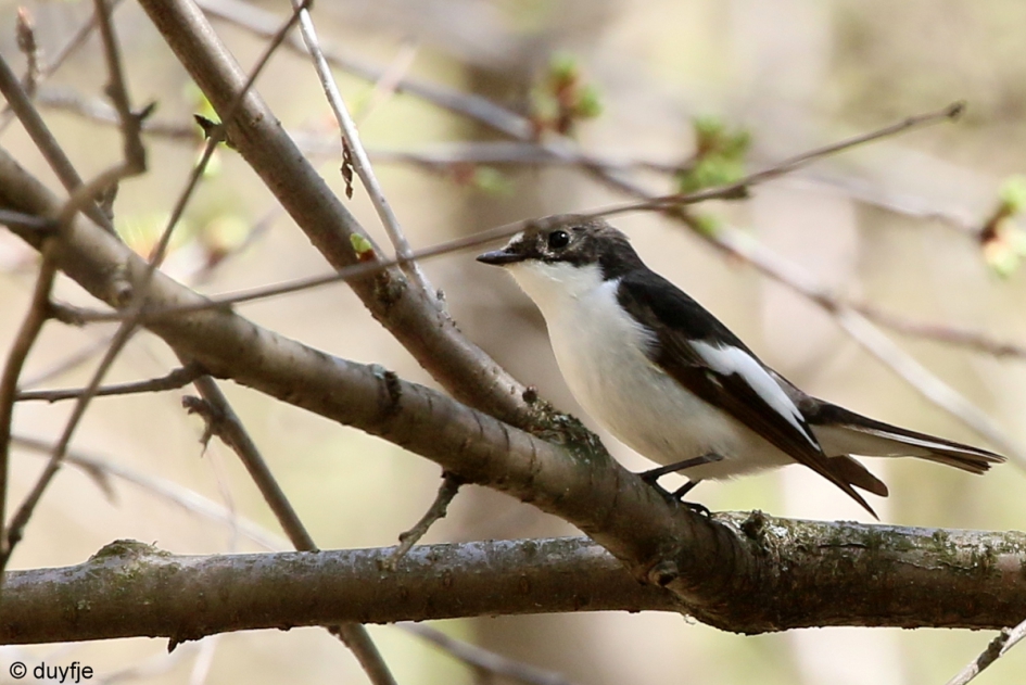 Waar is die vlieg? - Vogels - Bonte vliegenvanger