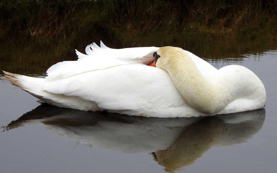 Wakend dobberen - Vogels - Knobbelzwaan