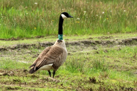 Wat een strop!! (das)
