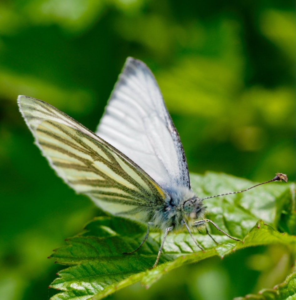 Wat hangt er aan mijn voelspriet? - Geleedpotigen - Klein geaderd witje