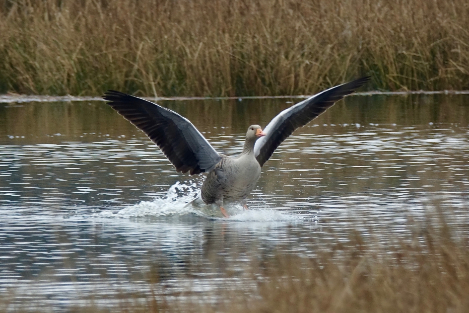 Water Landing - Vogels - Grauwe Gans