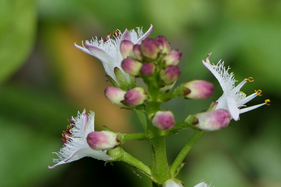 Waterdrieblad - Planten - Waterdrieblad
