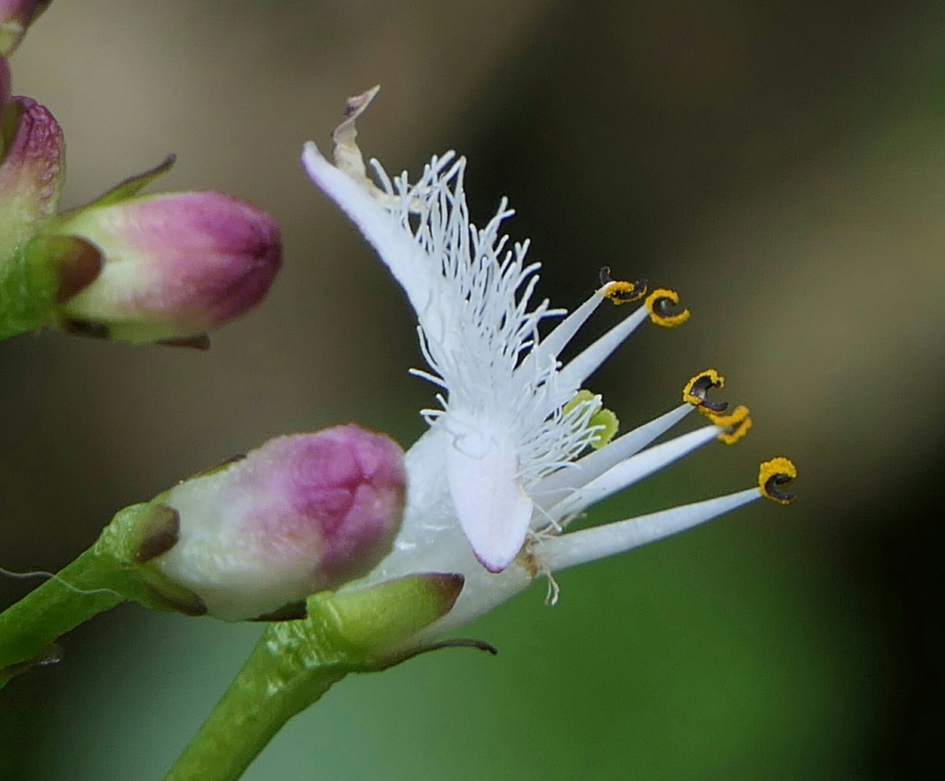 Waterdrieblad - Planten - Waterdrieblad