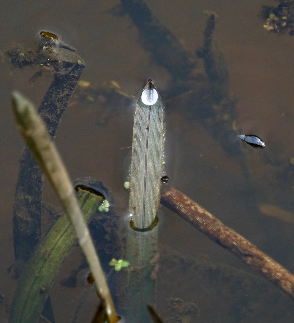 Waterdruppel Lantaarntje - Weer en landschap - Waterdruppel