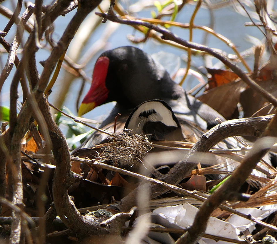 Waterhoen. - Vogels - Waterhoen