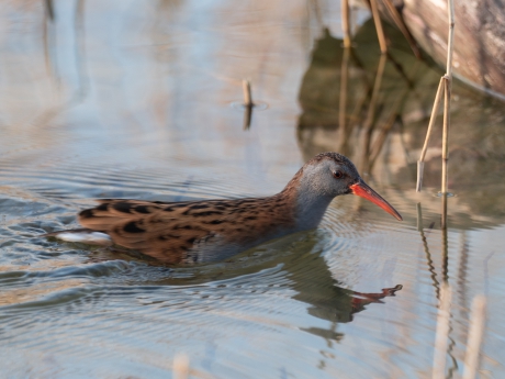 Waterral verstopt zich in het riet