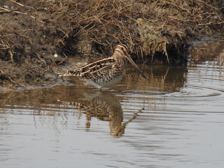Watersnip - Vogels - Watersnip