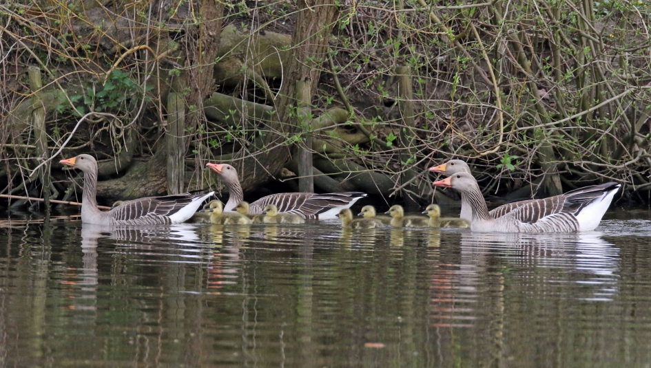 Weer volop aanwezig.. - Vogels - 