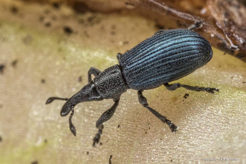 Wegdistelspitsmuisje - Geleedpotigen - Wegdistelspitsmuis