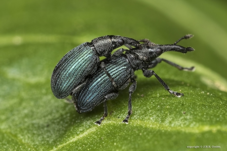 Wegdistelspitsmuisje (Ceratapion onopordi)