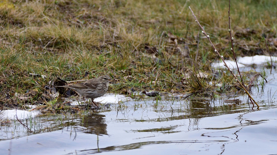 Welke pieper ? - Vogels - 