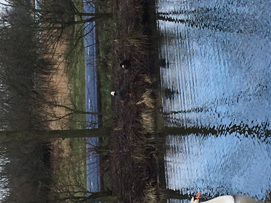 Welke vogel is dit? - Vogels - 