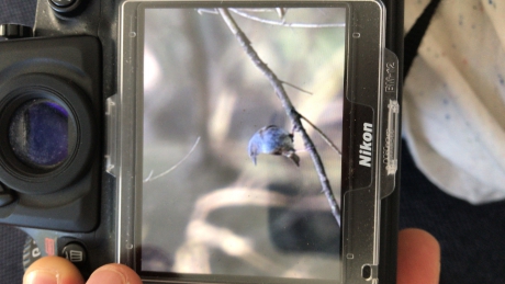 Welke vogel is dit?