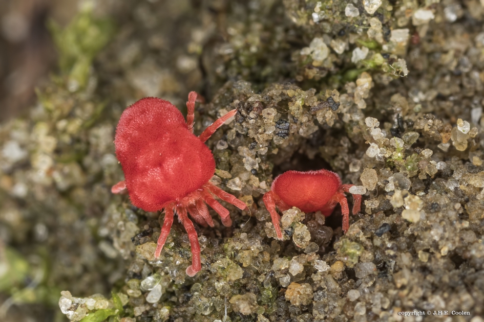 Werken aan..... - Geleedpotigen - Fluweelmijt
