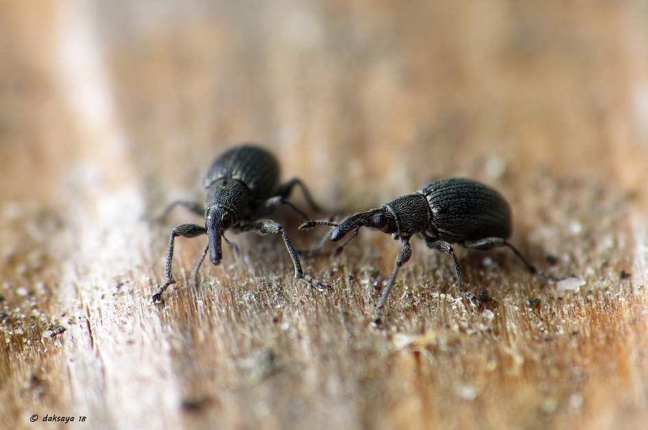 Wil jij mijn vriendje worden? - Geleedpotigen - Wegdistelspitsmuis