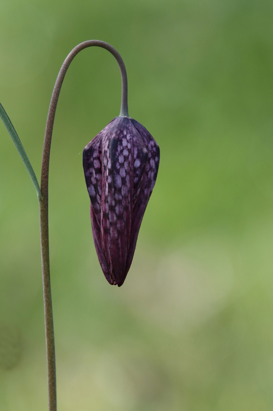 wilde kievitsbloem - Planten - 