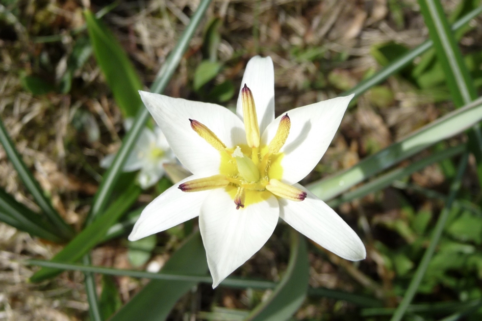 Wilde tulp - Planten - 