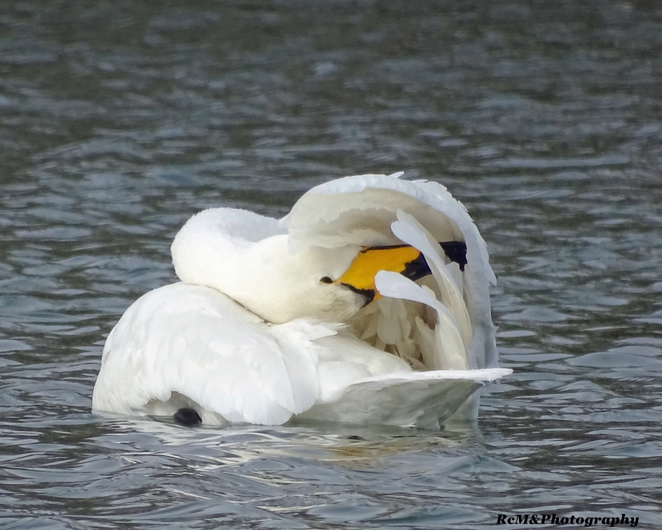 Wilde zwaan. - Vogels - Wilde zwaan.