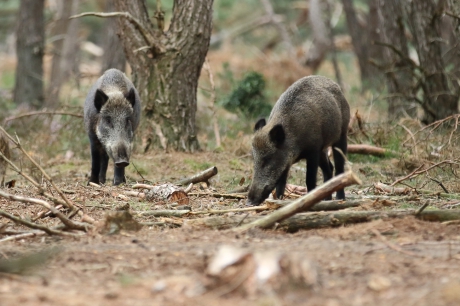 wilde zwijnen