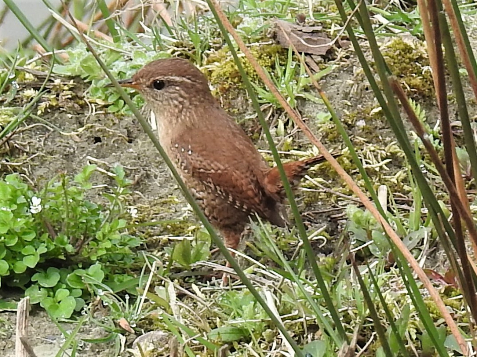 Winterkoninkje - Vogels - Winterkoninkje