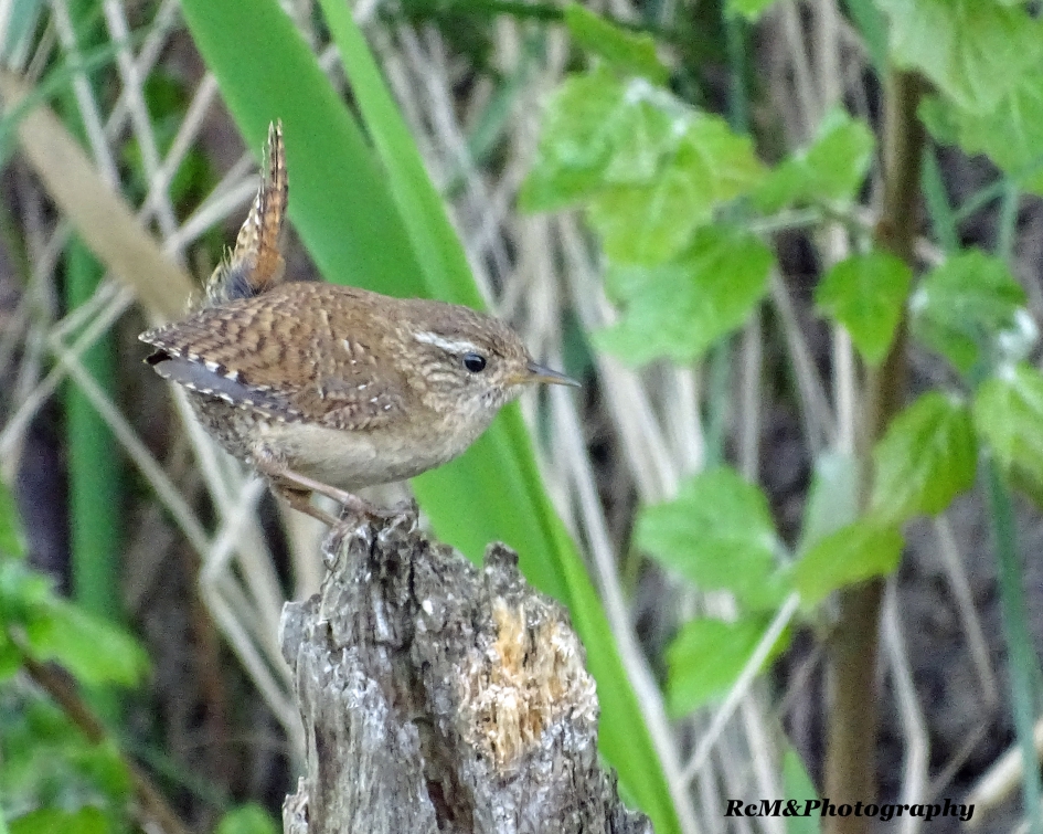 Winterkoninkje. - Vogels - Winterkoninkje.