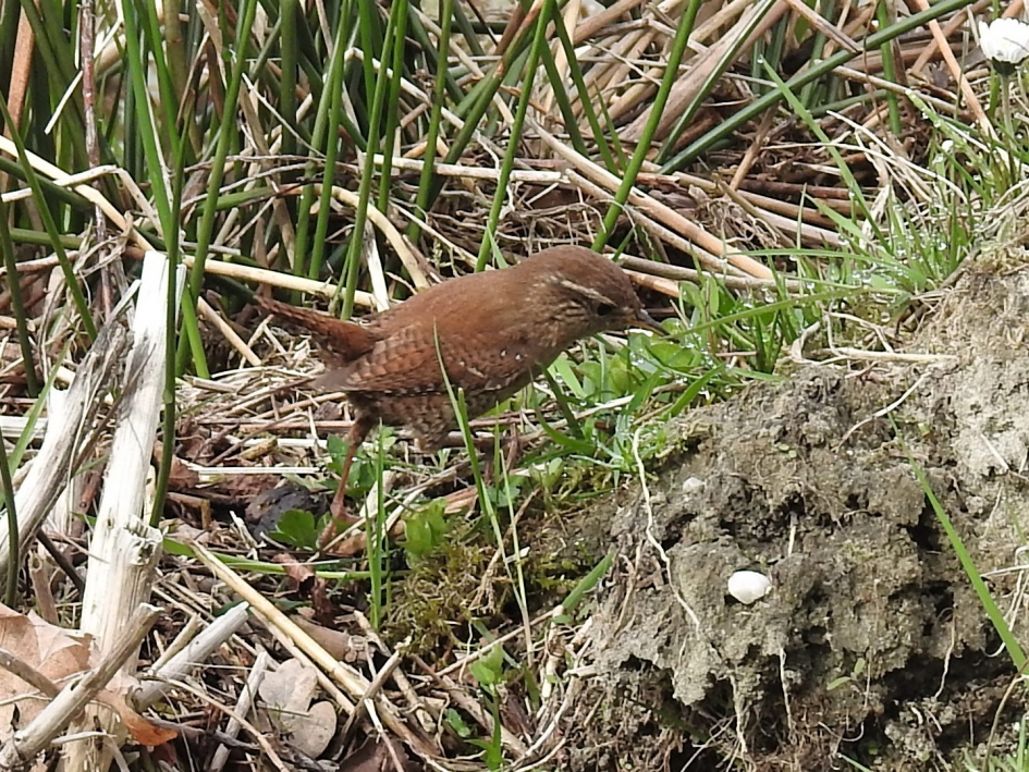 Winterkoninkje foerageert in de beschutting van pitrussen - Vogels - Winterkoninkje