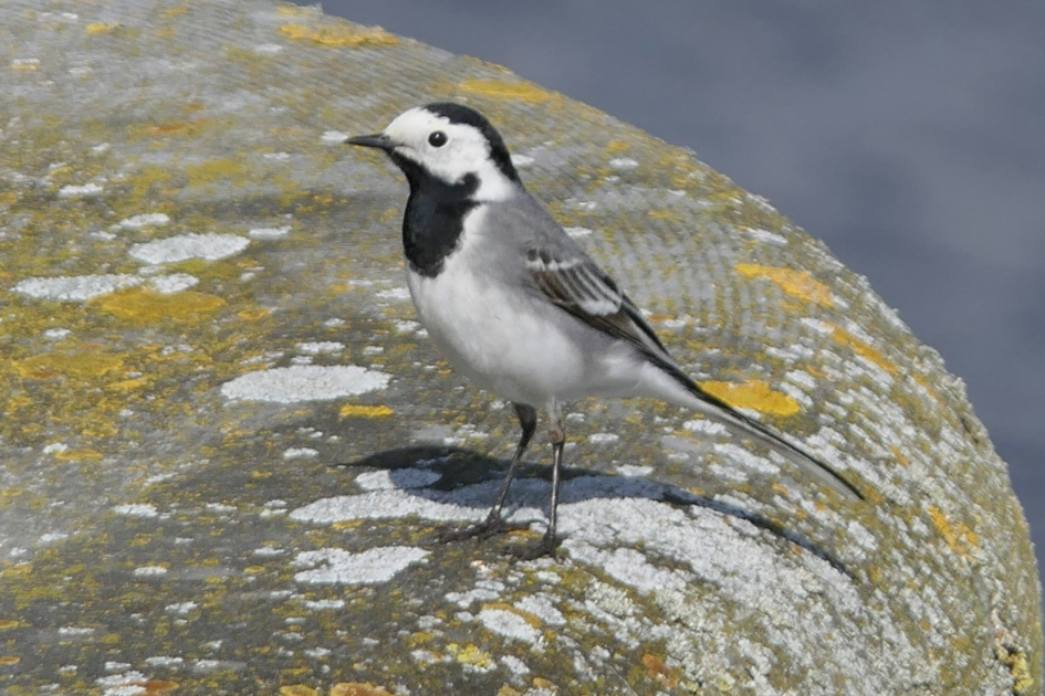 Witte kwikstaart - Vogels - Witte kwikstaart