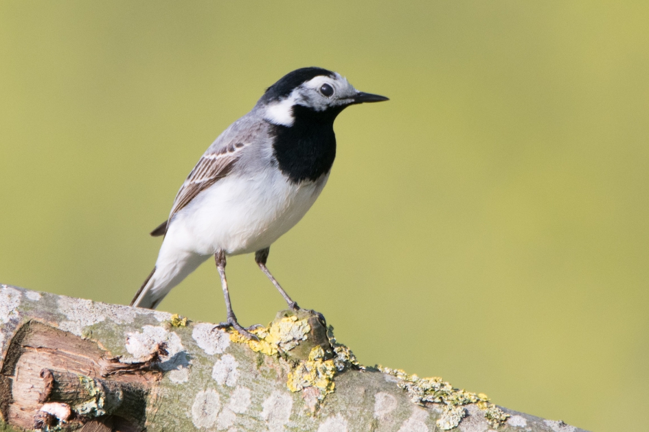 Witte kwikstaart - Vogels - witte kwikstaart