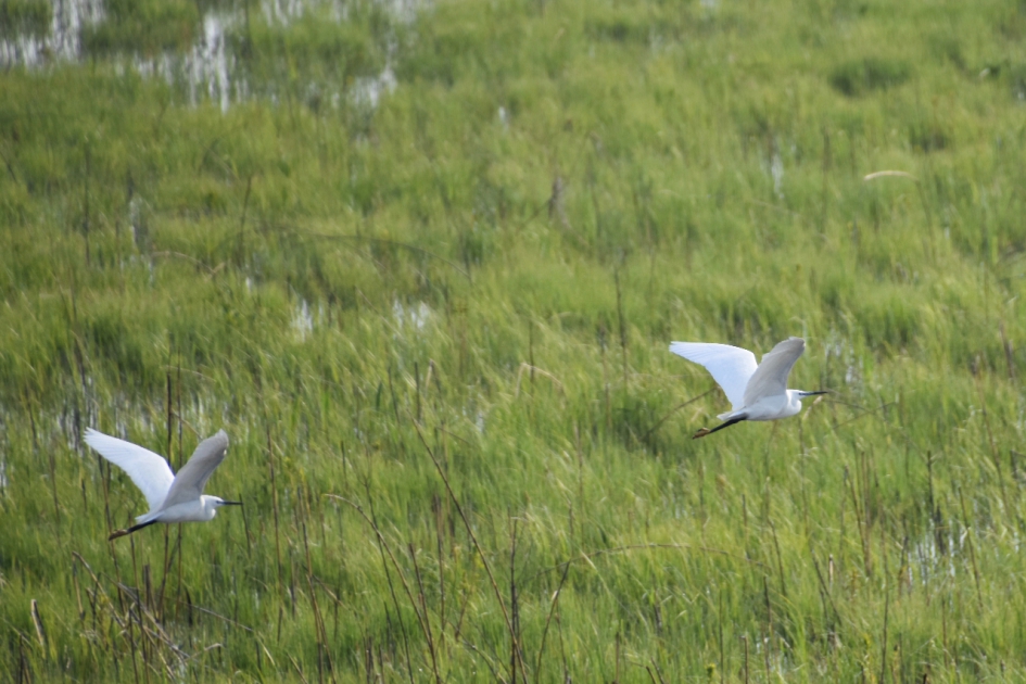 Witte reigers - Vogels - 