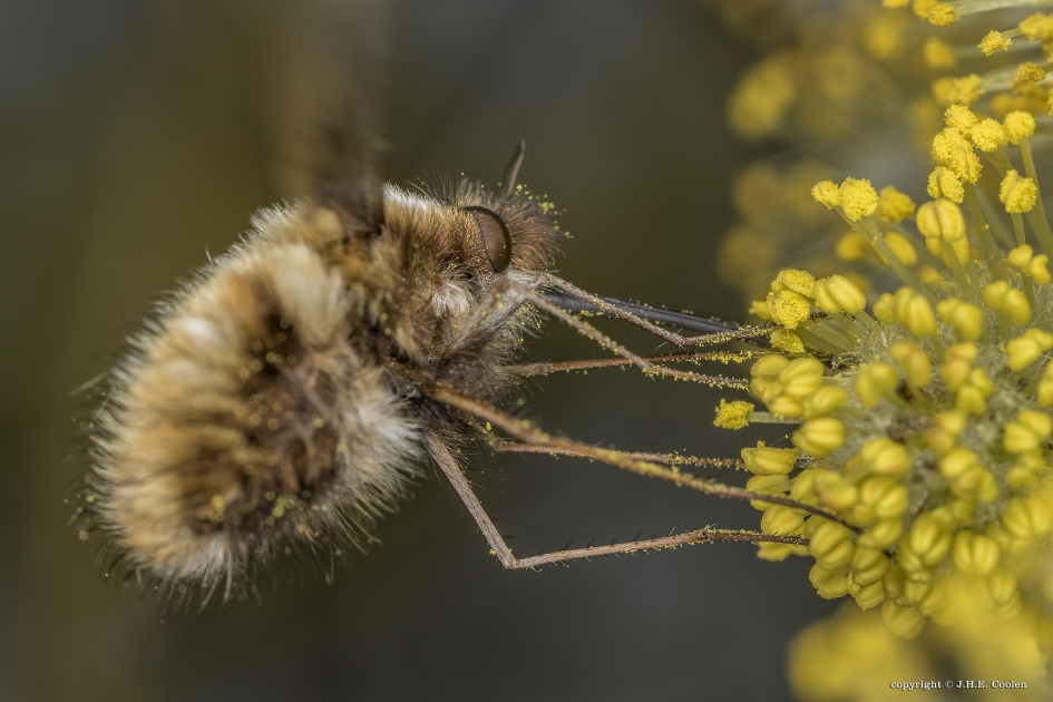 Wolzwever - Geleedpotigen - Gewone wolzwever
