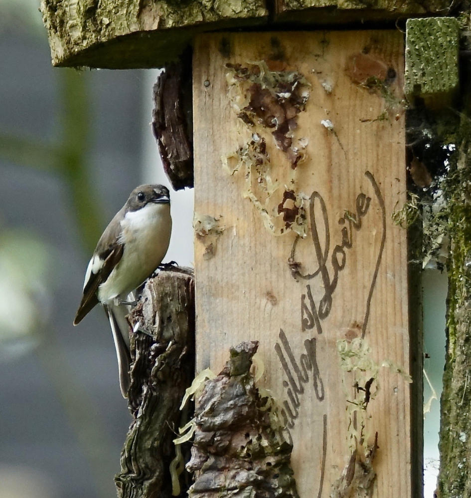 Woning en Liefde gevonden - Vogels - Bonte Vliegenvanger