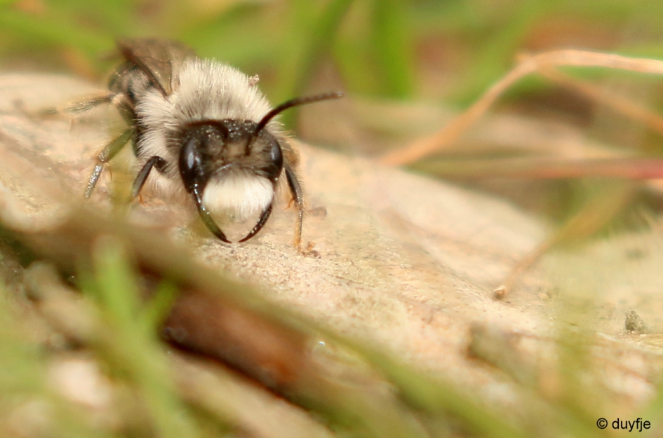 Zandbij - Geleedpotigen - Zandbij, Asbij?