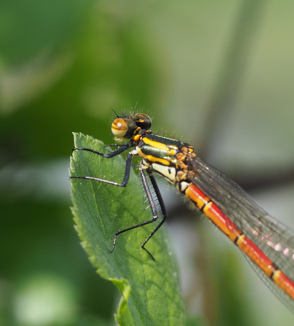 Ze zijn er weer! - Geleedpotigen - Vuurjuffer
