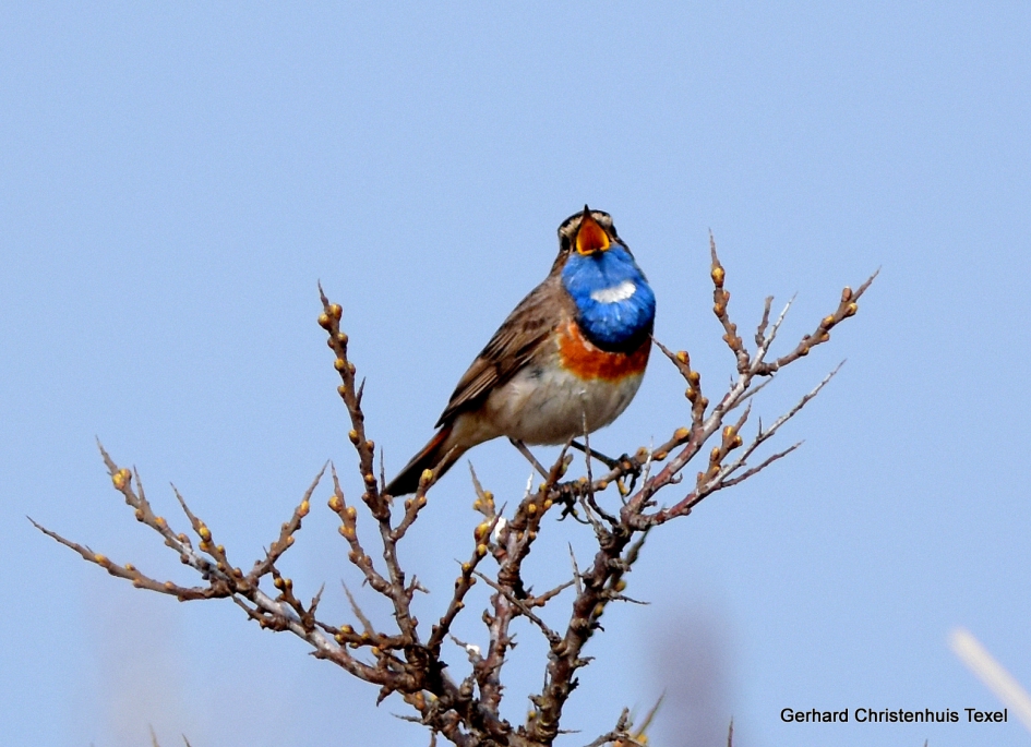 Ze zijn weer terug ! - Vogels - Witsterblauwborst
