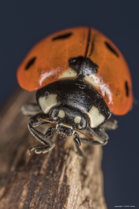 Zevenstippelig lieveheersbeestje