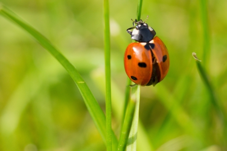 Zevenstippelig lieveheersbeestje