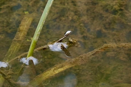 Zilveren Schrijvertje