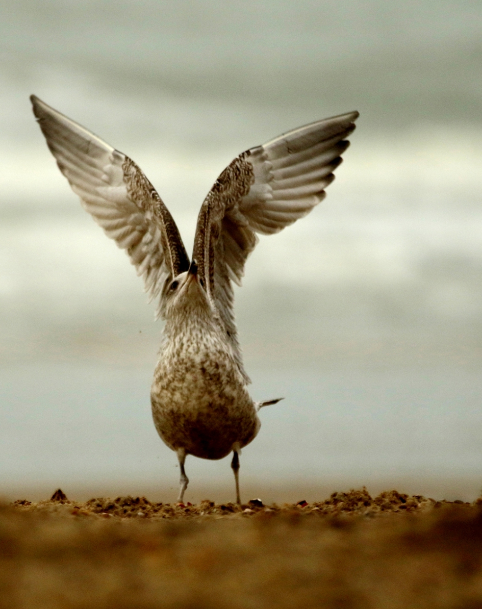 zilvermeeuw - 2de kalenderjaar- - Vogels - 