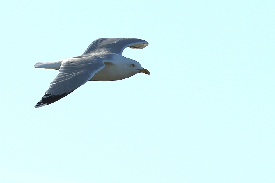 zilvermeeuw -adult- - Vogels - 