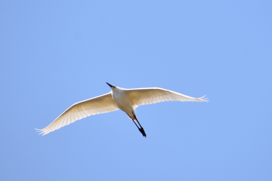 Zilverreiger - Vogels - 